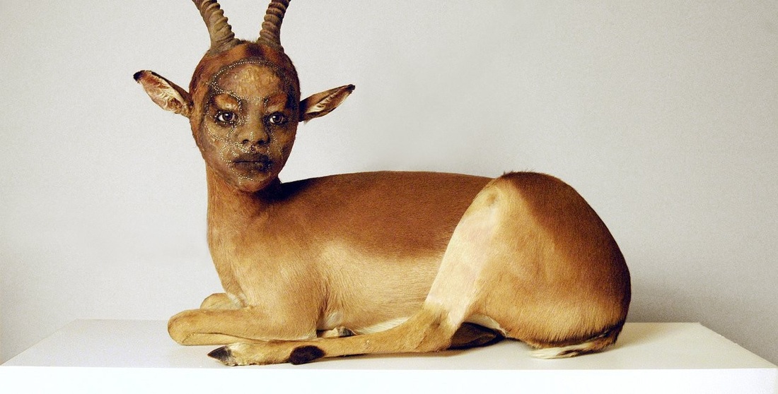 taxidermy examples